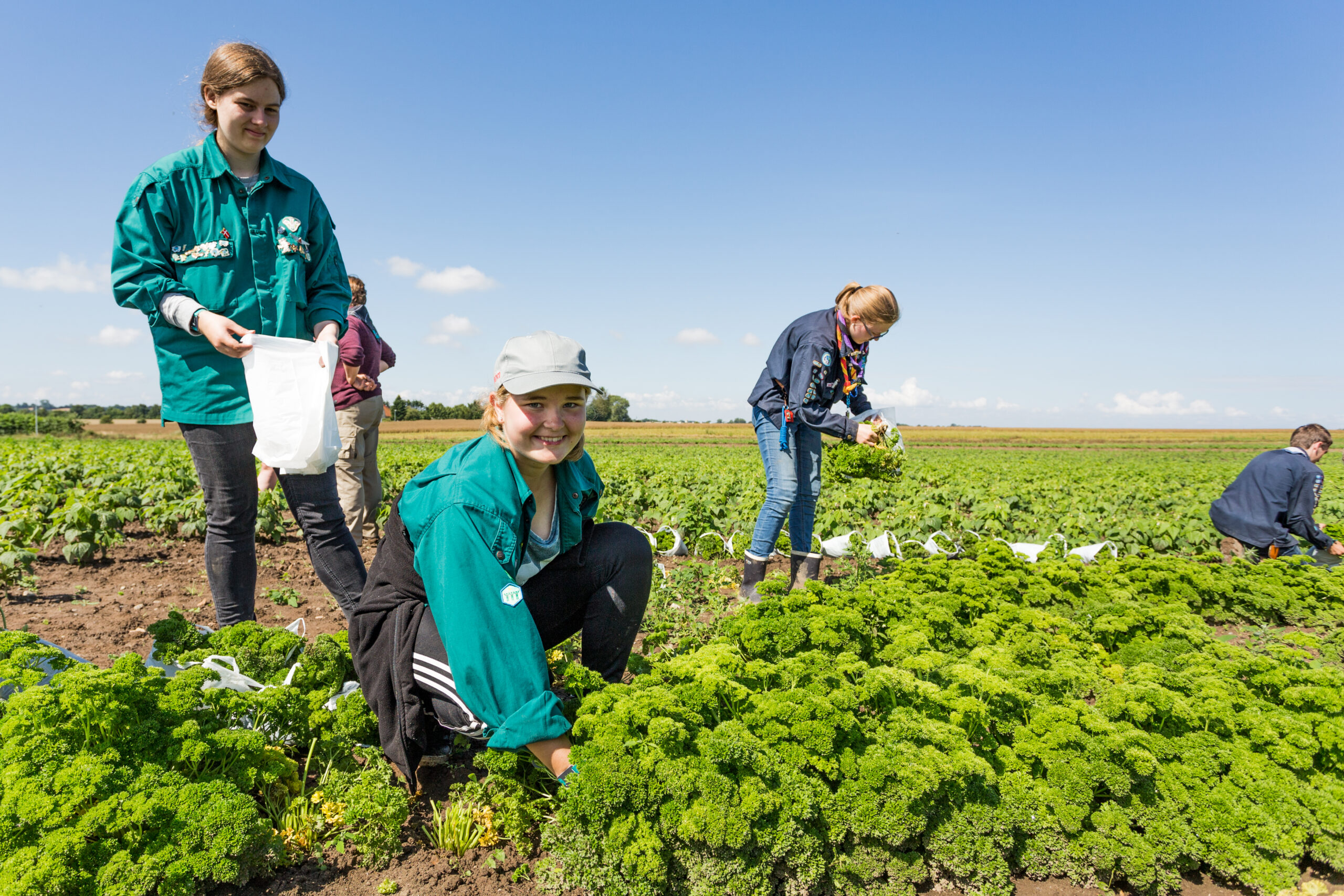 Pigespejderne Laura Sønderballe, 15 (mf.) og Emilie Christensen, 16 (tv.), begge fra Esbjerg,  plukker persille til Snysk på Spejdernes Lejr 2017. Foto: Lasse Stissing Jensen Foto: Lasse Stissing Jensen